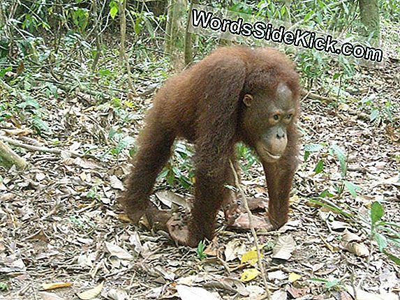 Llamada De La Cortina Para Los Orangutanes De Hollywood