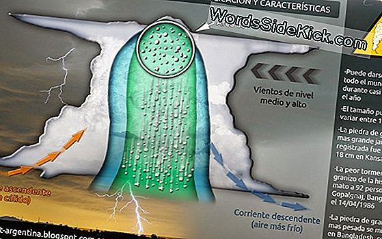 Bolas Gigantes De 'Snot' Explican El Misterio Del Océano