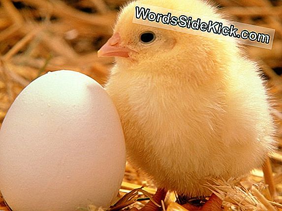 ¿Cuál Vino Primero? Los Huevos Antes Que Los Pollos, Dicen Ahora Los Científicos