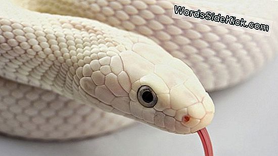Por Qué Tememos A Las Serpientes