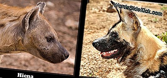 Cachorros 10 Cachorros De Perro Salvaje Africano Nacidos