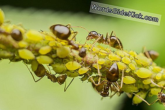 Incluso Las Plantas Comen Sus Verdes