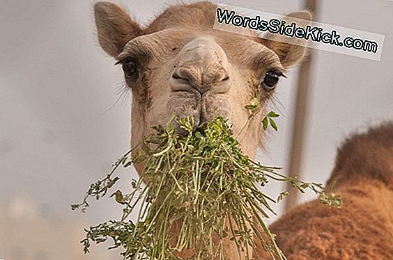 ¿Qué Comen Los Camellos En El Desierto?
