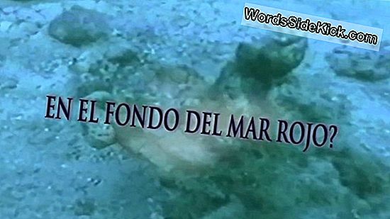 ¿Es El Mar Rojo Realmente Rojo?