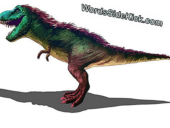 Color Verdadero De Las Plumas De Dinosaurio Debatidas