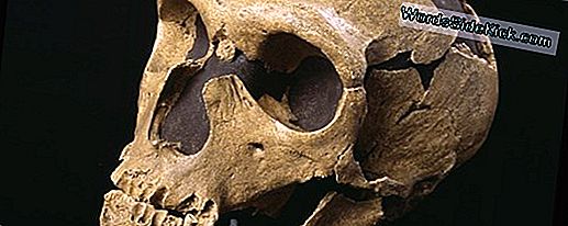 ¿Los Neandertales Enseñan A Los Humanos Modernos A Hacer Herramientas?