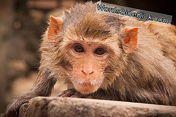 Los Avatares De Los Monos: Los Primates Mueven Los Brazos Virtuales Con Su Mente