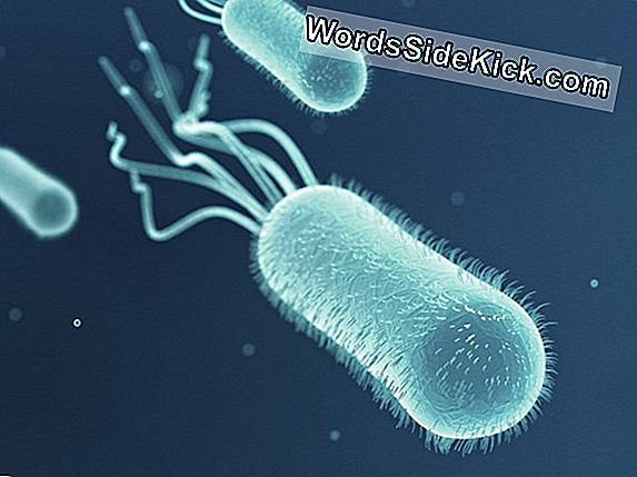 ¿Qué Son Las Bacterias?