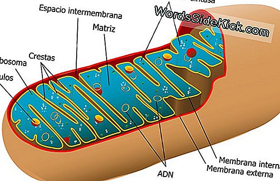 Las Mitocondrias Poderosas Juegan Roles De Vida Y Muerte En Las Células