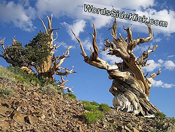 Bristlecone Pines: Fotos Revelan Algunos De Los Organismos Más Antiguos De La Tierra