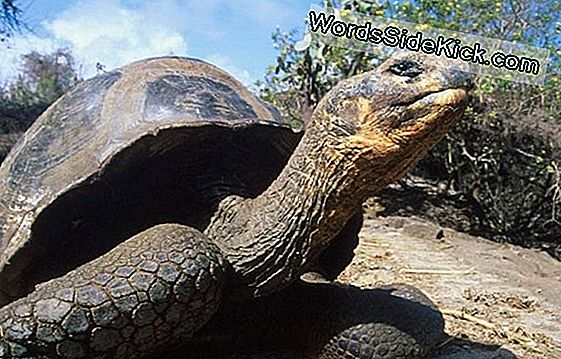 Nuevas Especies De Tortugas Gigantes Encontradas En Las Galápagos