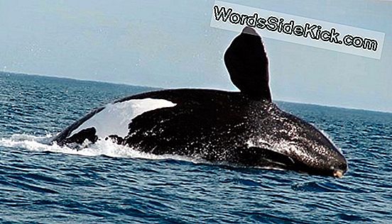 ¿Cuál Es La Ballena Más Grande Del Mundo?