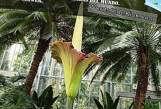 Florece 'Corpse Flower' En Denver: Cómo Ver En Vivo