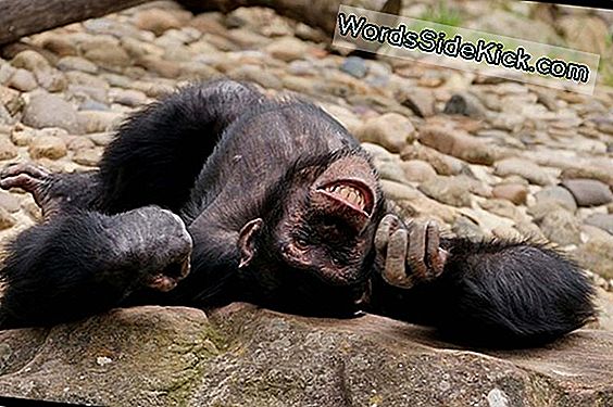 Los Chimpancés Se Emborrachan Con El Vino De Palma