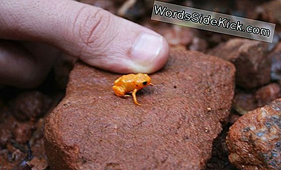 7 Nuevas Especies De Ratones Descubiertos En Una Montaña Remota