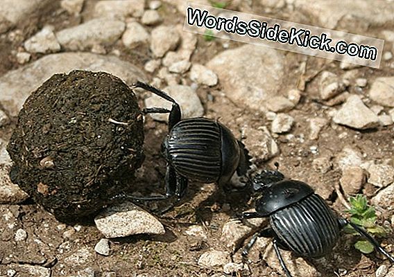 Antiguo Insecto Saltó De Su Piel Para Escapar De La Trampa De Gooey