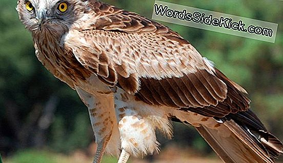 El Sexo Del Águila Calva: El Apareamiento Acrobático De Las Aves Nacionales De América