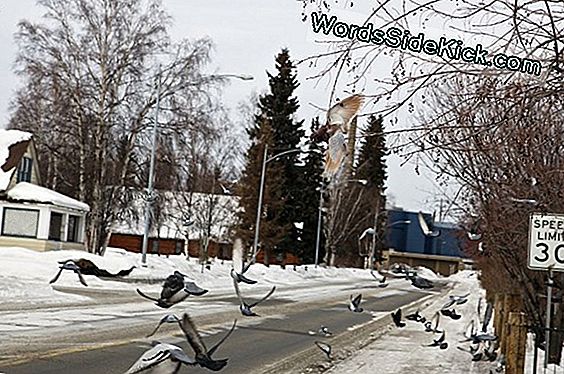 Las Aves Aprenden Los Límites De Velocidad En Ciertas Carreteras