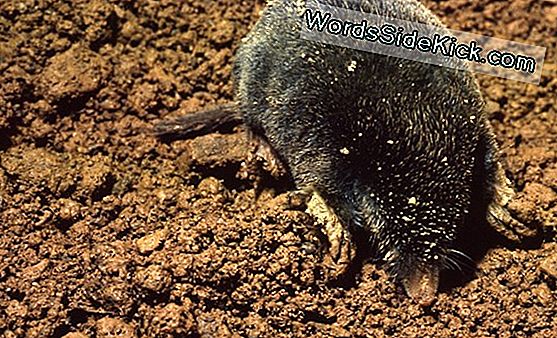 Dígitos Adicionales: La Muñeca De Mole'S Thumblike Ayuda A Abordar El Túnel