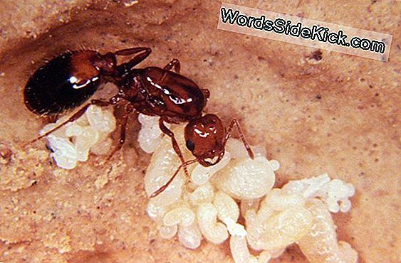 Fire Ants Go Global: Määritä Hyökkäys