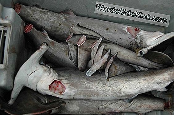 La Alimentación Manual De Tiburones Es Una Idea Terrible