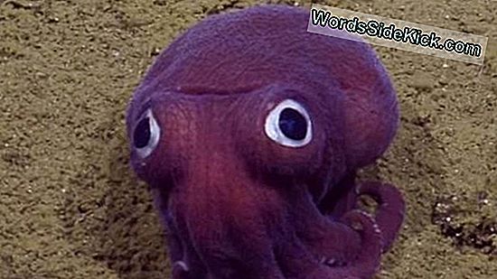El Calamar Morado De Ojos Saltones Ve Encantados A Los Científicos