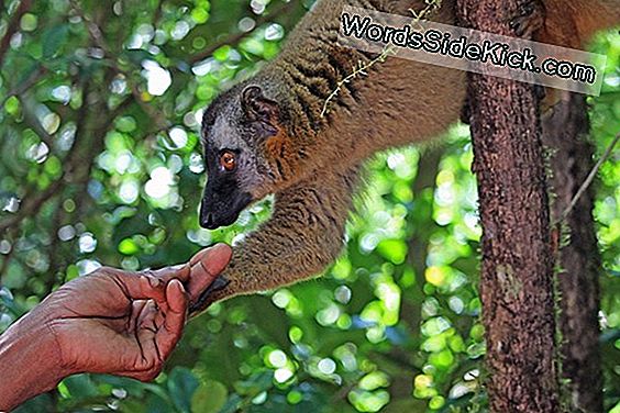 Madagascar Obtiene El Mayor Parque De Lemur