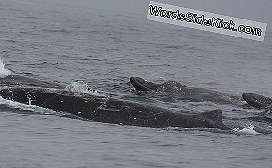 La Ballena Picuda, Rara Vez Vista, Tiene Un Colmillo Extraño