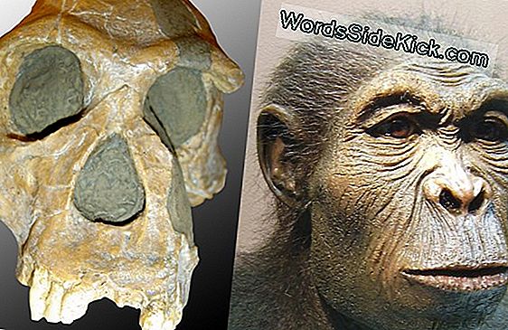 ¿Ape O Humano? Enlace De Fósiles A La Evolución Cuestionado