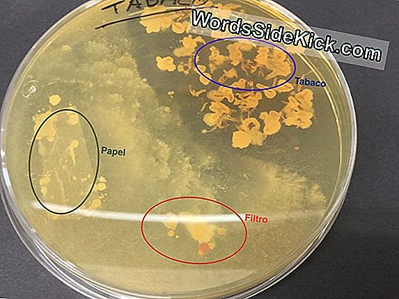 El 'Pegamento' Bacteriano Es Una De Las Sustancias Más Pegajosas De La Naturaleza