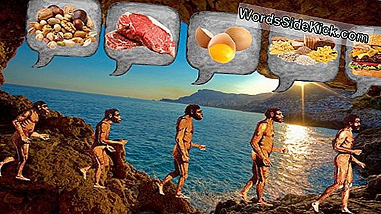 Los Primeros Ancestros Humanos Transformaron La Dieta Alrededor Del Tiempo De Lucy