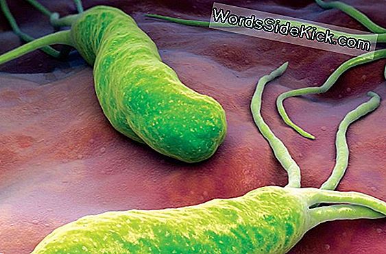 Las Bacterias Mortales Del Intestino Causan Medio Millón De Infecciones Cada Año