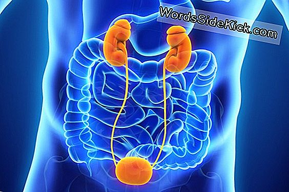 Sistema Urinario Hechos Funciones Y Enfermedades 2023 Salud 5413