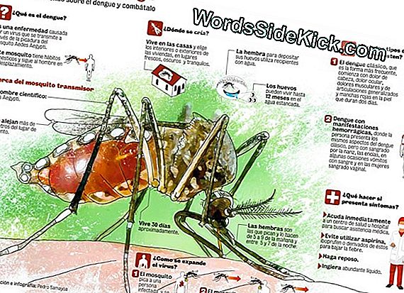 Prevención Del Zika: El Zumbido De Los Mosquitos Modificados Genéticamente