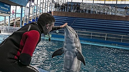 Nuevos Santuarios De Delfines Abiertos Para Proteger Especies Raras