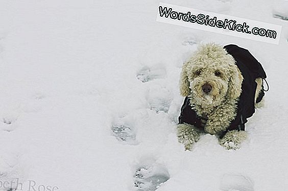 ¿Por Qué Texas Está Recibiendo Toda La Nieve?