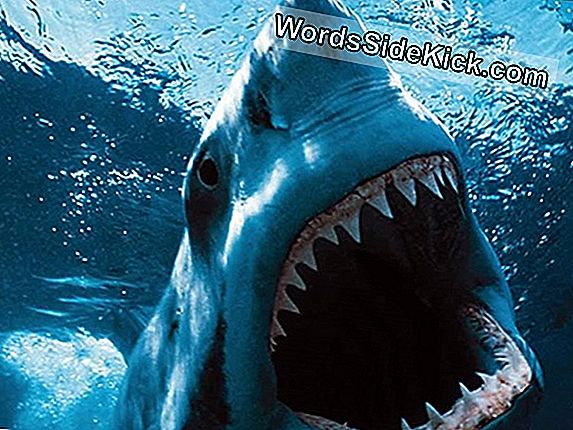 Se Abre El Santuario De Tiburones Más Grande Del Mundo