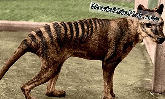 Fantasma Del Tigre De Tasmania: Los Científicos Investigan Los Avistamientos