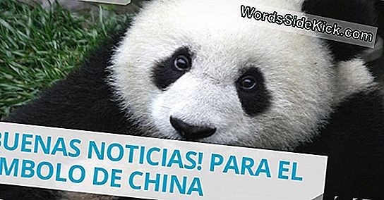 El Panda Gigante Ya No Es Una Especie En Peligro De Extinción