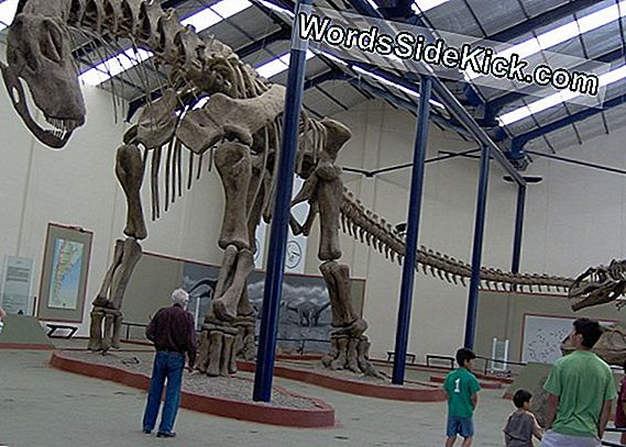 Un Gigantesco Dinosaurio De 70 Toneladas Es El Dinosaurio Más Grande Jamás Registrado