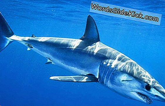 Preguntas Y Respuestas: 'Hombres Tiburones' Se Acercan Con Grandes Blancos