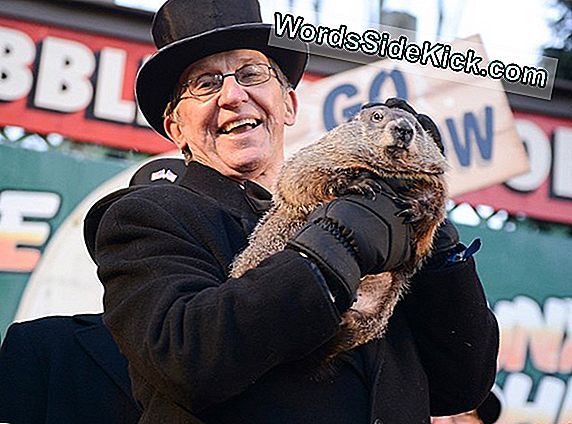 La Primavera Está Cerca! Punxsutawney Phil No Ve Su Sombra