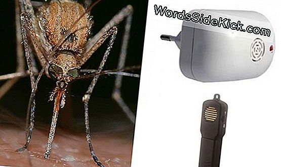 Mosquitos: Biología, Repelentes Y Alivio De Mordeduras