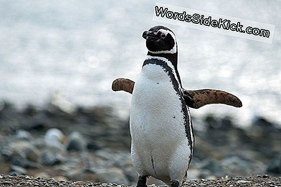 Hechos Del Pingüino: Especies Y Hábitat