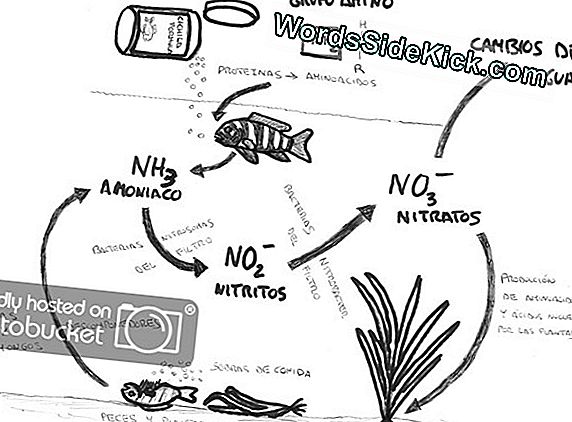 C mo Funcionan Las Bacterias 2022 Planeta Tierra