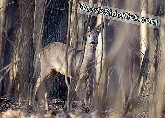 La 'Reserva De Vida Silvestre' Radioactiva De Chernobyl Engendra Una Creciente Población De Lobo