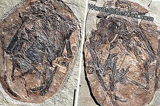 Tiny Pterodactyl Fossil Found