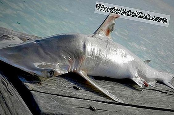 New Hammerhead Sharki Liigid Leitud Lõuna-Carolinas