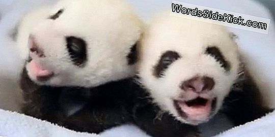 Baby Panda Twin Sureb Rahvuslikus Loomaaias