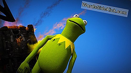 Kermit On Kannibal? Konnad Mõnikord Söövad Üksteist